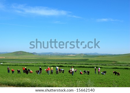 farmers working in carrot field