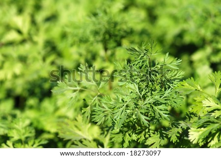 chinese herb
