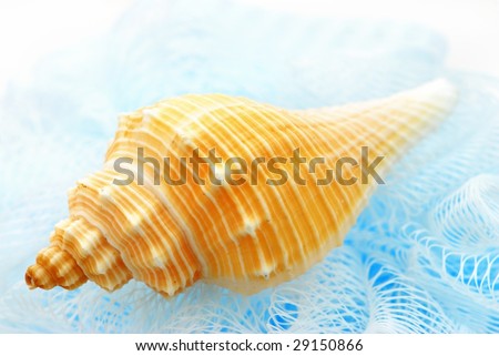 Seashell on Blue Care Sponge