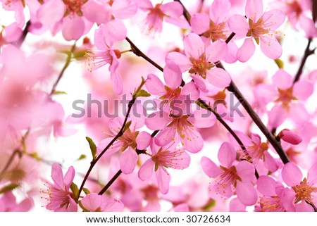 Abstract Pink Flowers Blossom on the White