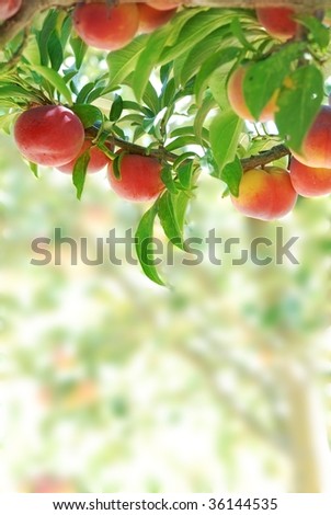 Ripe Red Plums on branch.