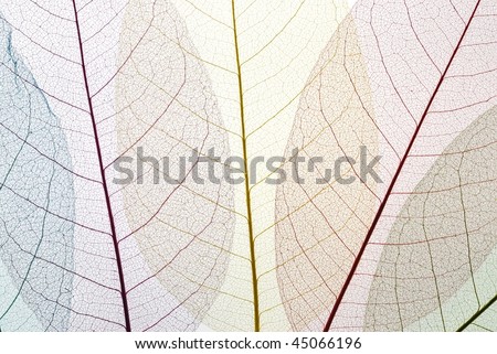 Dried Leaf skeleton background