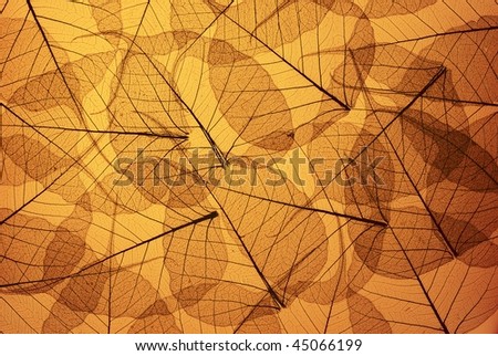 Dried Leaf skeleton background