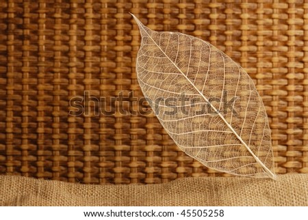 Narrow focus on dried Leaf skeleton with vintage background.