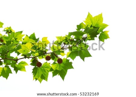 Leaves And Fruits