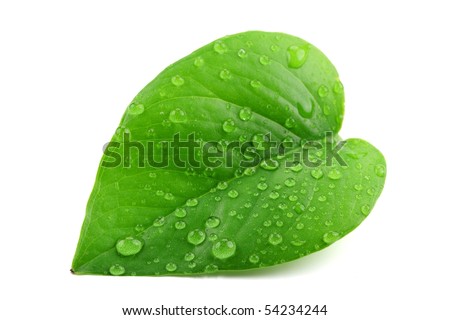 stock photo : Green leaf with water droplets,Closeup.