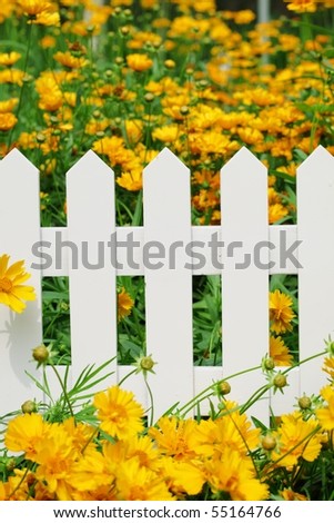yellow flowers  inside the white fence