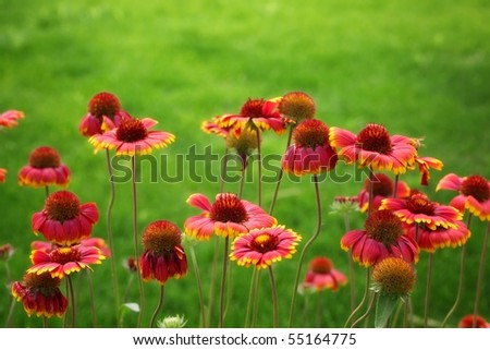 red black-eyed susan flowers on green background