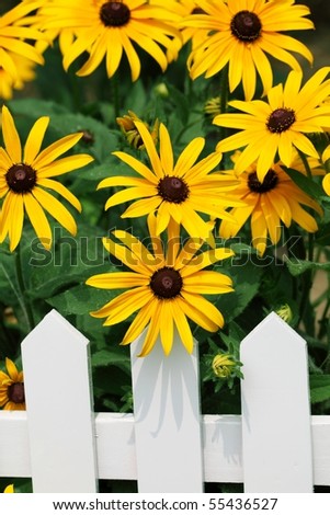 black-eyed susan flowers  inside the white fence
