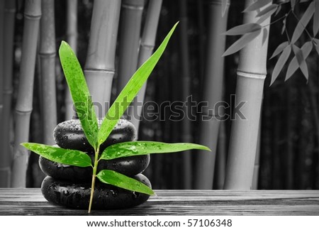 Bamboo leaf and zen stone