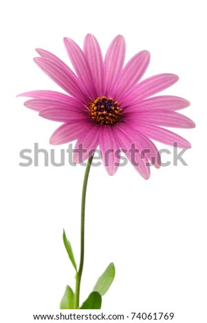 Daisy+flower+white+background