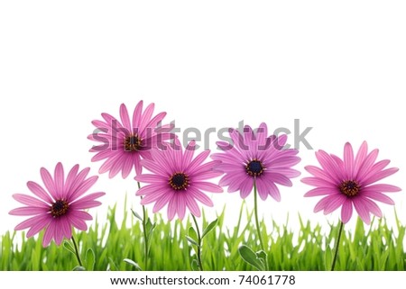 Pink+daisy+flower+clip+art