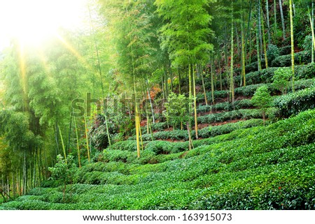 Tea plantation with bamboo forest