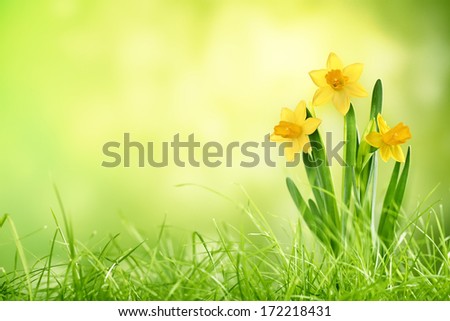 Daffodil Flowers On Spring Background