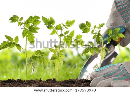 Gardener hands planting tomato seedling