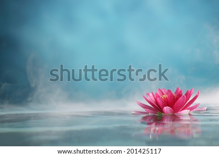 Water lily flowers blooming in water