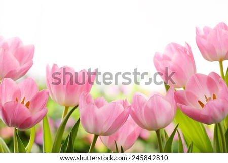 Fresh pink tulip flowers