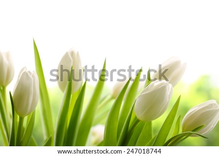 White Tulips White Tulips