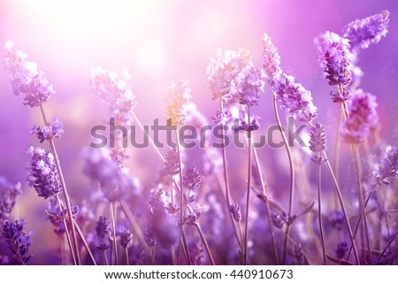 Lavender field in sunlight