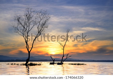 Trees longer life. Death at sunset.  Death trees are in the lake  of thailand.