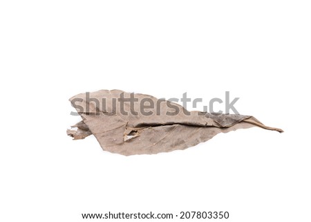 Dried Herbs,Lagerstroemia speciosa (L.) Pers.,Queen\'s crape myrtle , Pride of India,LYTHRACEAE