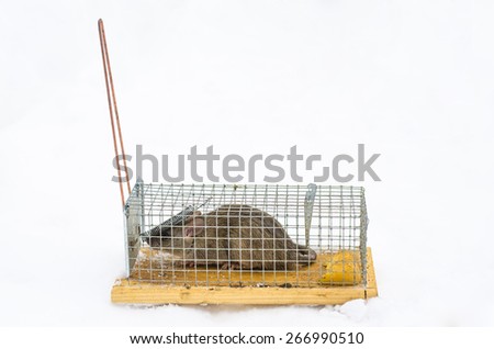 Mouse in trap isolated on white