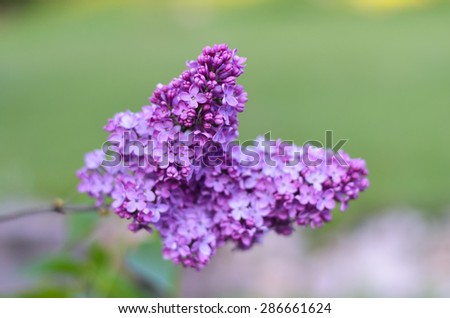 Lilac flower shallow depth of field
