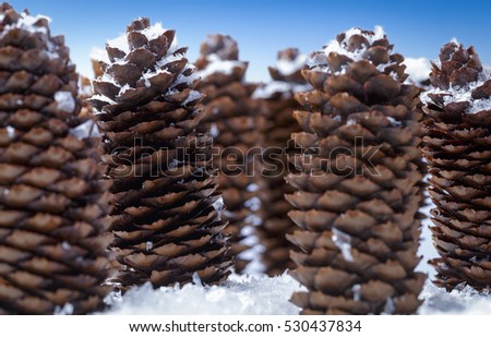 Winter pine cone still life in snow with a close up view of snow sprinkled cones standing upright outdoors against a sunny blue sky