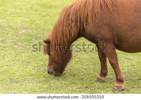 Brown Dwarf horse in a pasture (Small horse) in Thailand.