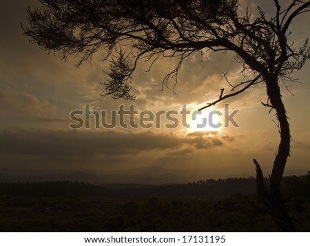 African tree at sunset