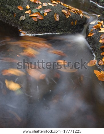 Swirling leaves in a stream in autumn