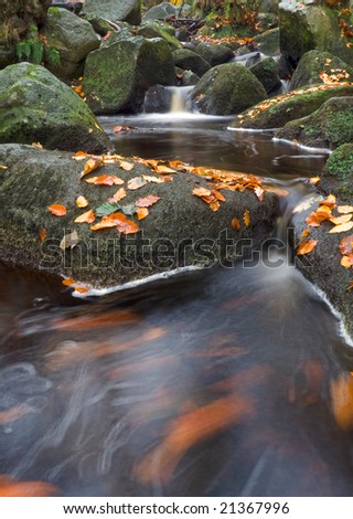 Swirling leaves in a stream in autumn