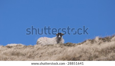 Sheep on hill with blue sky