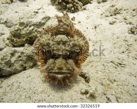 Scorpionfish on sea bed