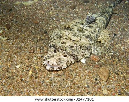 Crocodile fish on sea bed