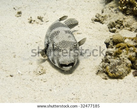 Starry puffer fish on sea bed