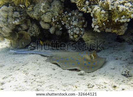 Blue spotted ray on sea bed