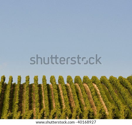 German vineyards with blue sky