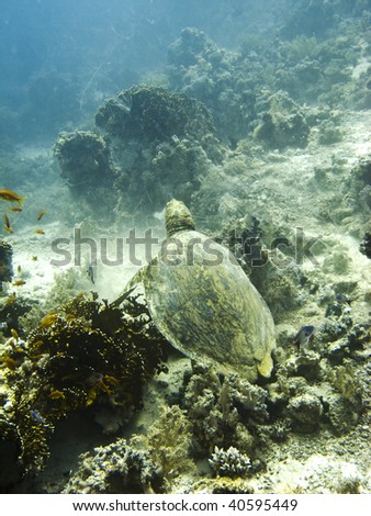 Underwater coral reel scene with turtle - Red Sea, Egypt