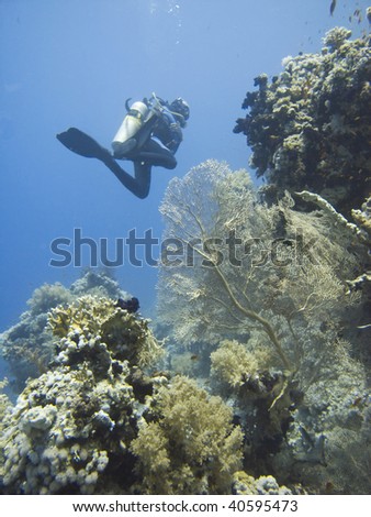 Underwater coral reel scene - Red Sea, Egypt