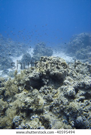 Underwater coral reel scene - Red Sea, Egypt