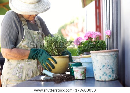 Senior female gardener planting new plant in terracotta pots on a counter in backyard