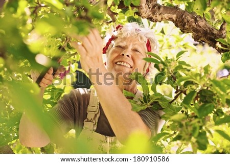 Happy elder woman pruning dried buds from the tree. Senior lady gardening in her farm smiling