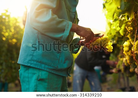 Workers working in vineyard cutting grapes from vines. People picking grapes during wine harvest in vineyard. Focus on hands of the worker.