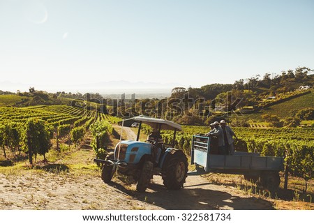 Vineyard workers transporting fresh harvest to wine factory through a tractor trailer. Grape picker truck transporting grapes from vineyard to wine manufacturer.