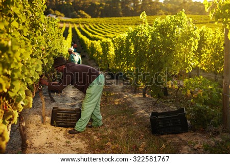Image of worker picking grapes from vines and collecting in container, people harvesting grapes for wine in vineyard.