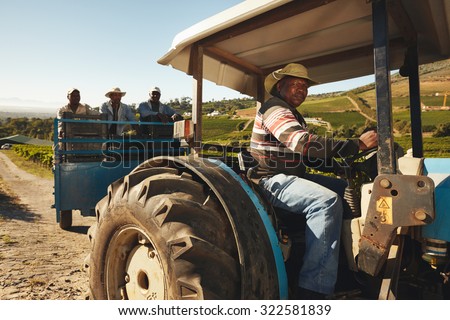 African man driving a tractor with harvested grapes. Vineyard worker taking grapes to wine manufacturer. Delivering grapes from farm to wine factory for making wine.