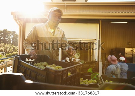 Man unloading crate full of grapes in wine factory after harvesting. Vineyard worker working in winery.