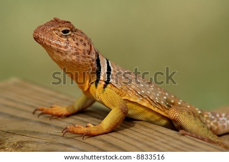 Collared or Boomer Lizard in Oklahoma