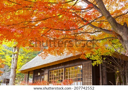Autumn foliage and a farmer\'s house in Japan